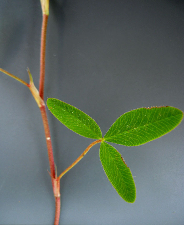 Image of Trifolium medium specimen.