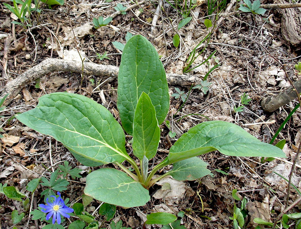 Изображение особи Solenanthus biebersteinii.