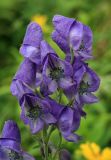 Aconitum sachalinense. Часть соцветия. Сахалинская обл., Томаринский р-н, окр. м. Старомаячный, верхняя часть сопки. 21.08.2016.