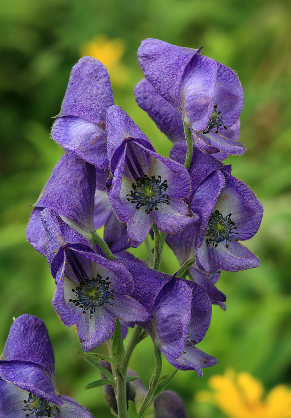 Image of Aconitum sachalinense specimen.