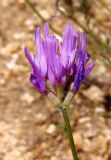 Astragalus onobrychis. Верхушка побега с соцветием. Украина, Запорожская обл., Розовский р-н, склон возле северо-восточного берега пруда на речке Каратыш. 08.06.2016.