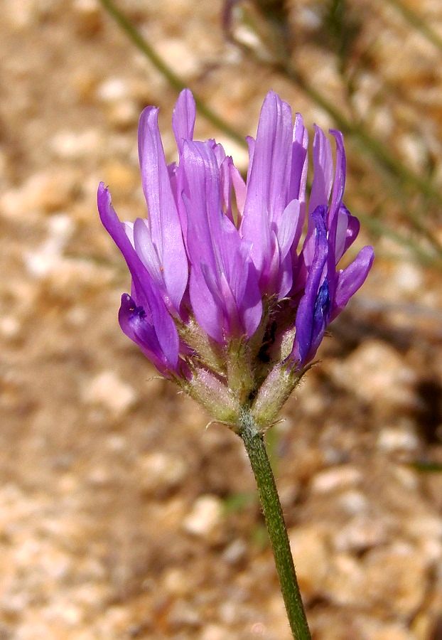 Image of Astragalus onobrychis specimen.