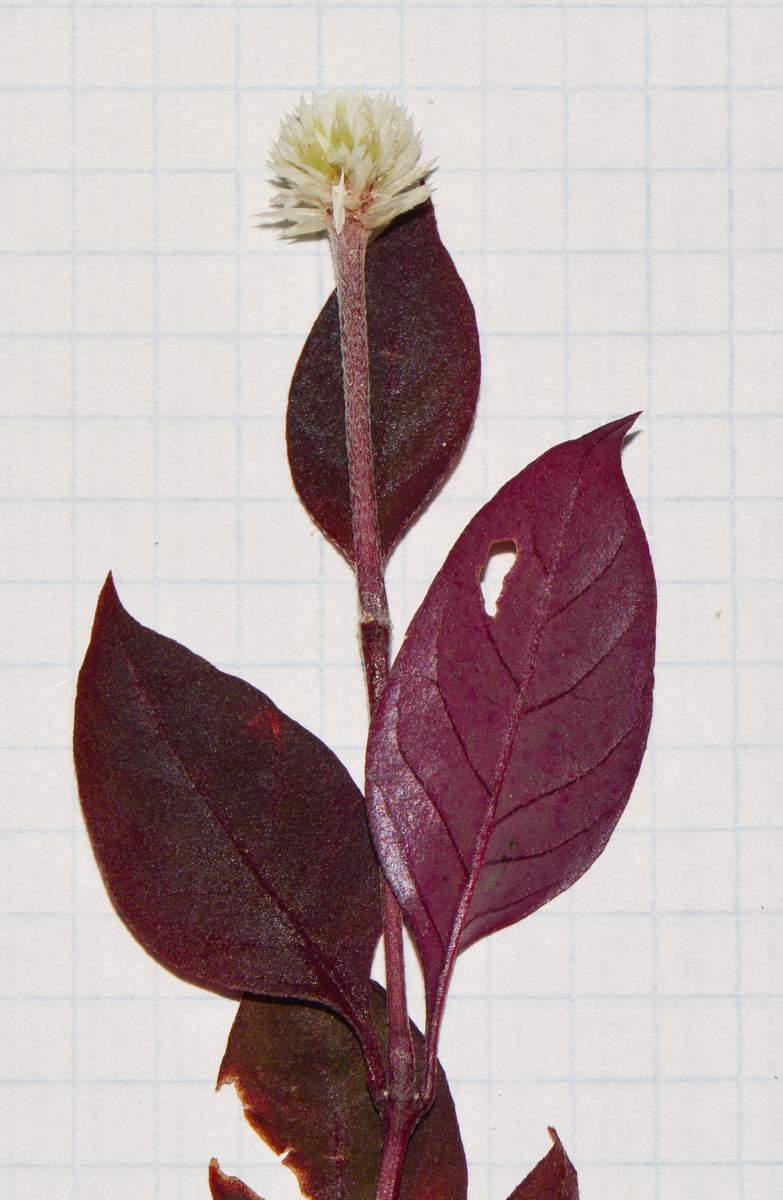 Image of Alternanthera brasiliana specimen.