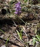 Orchis mascula