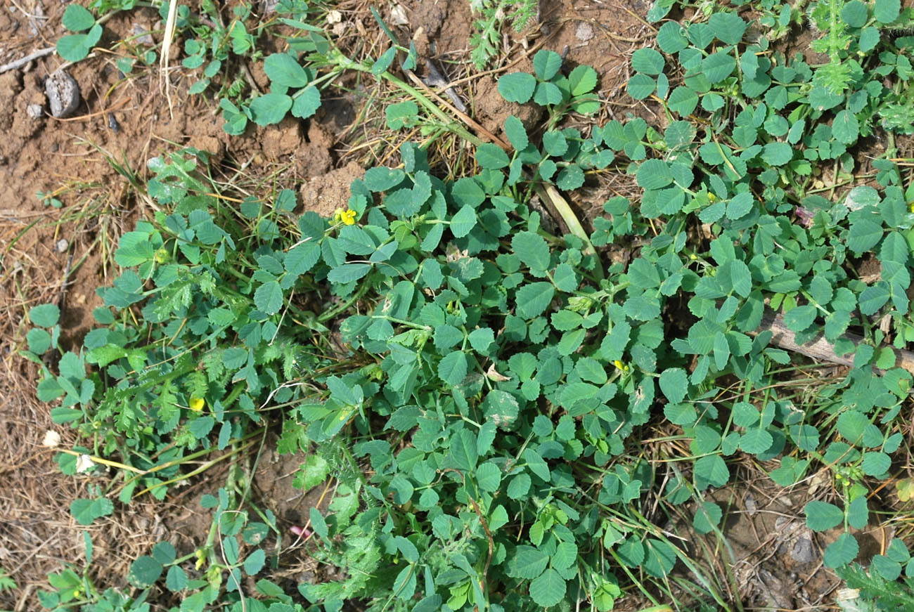 Image of Trigonella geminiflora specimen.