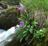 Primula nivalis