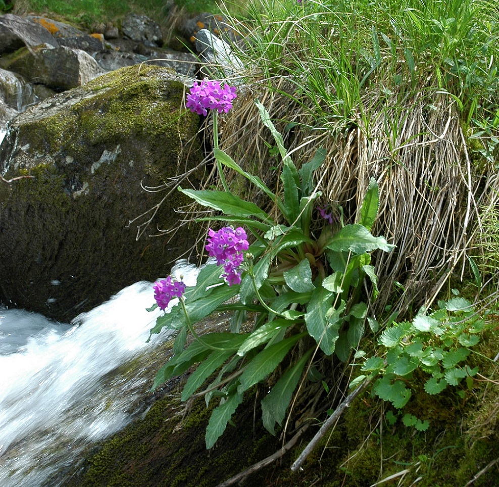 Image of Primula nivalis specimen.