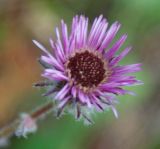 Erigeron uniflorus. Соцветие. Адыгея, окр. плато Лагонаки. 17.08.2008.