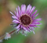 Erigeron uniflorus