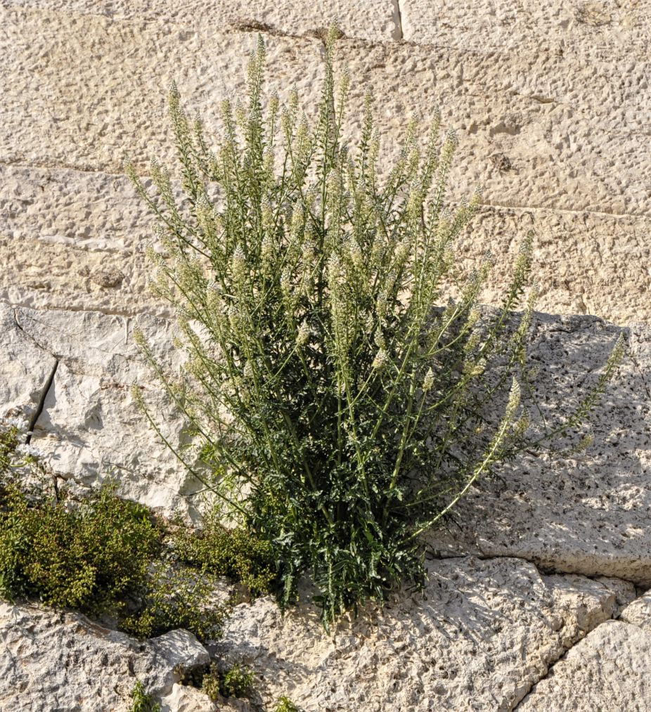 Image of Reseda alba specimen.