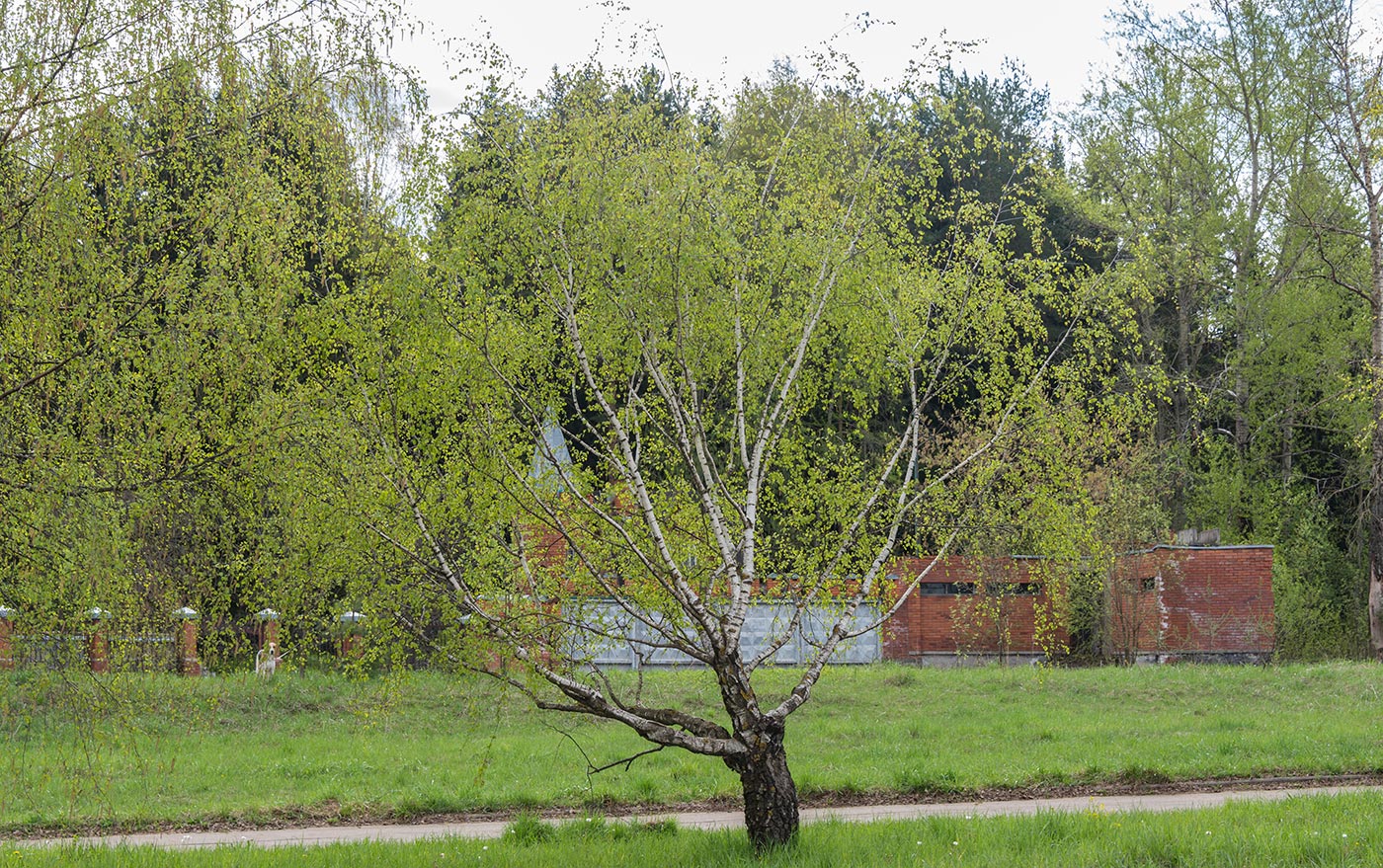 Image of Betula pendula var. carelica specimen.