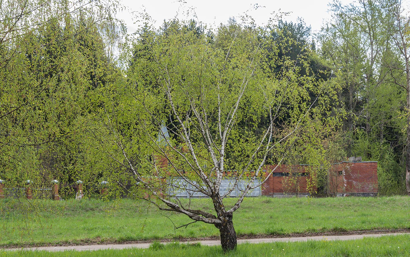 Изображение особи Betula pendula var. carelica.