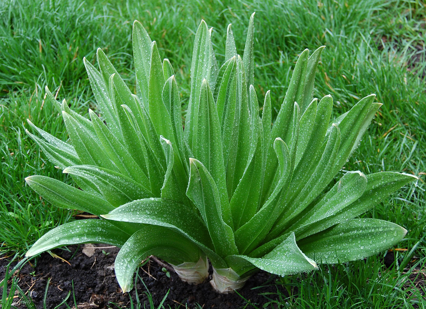 Изображение особи Eremurus robustus.