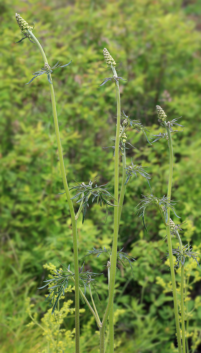 Изображение особи Aconitum barbatum.