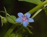 Anagallis foemina