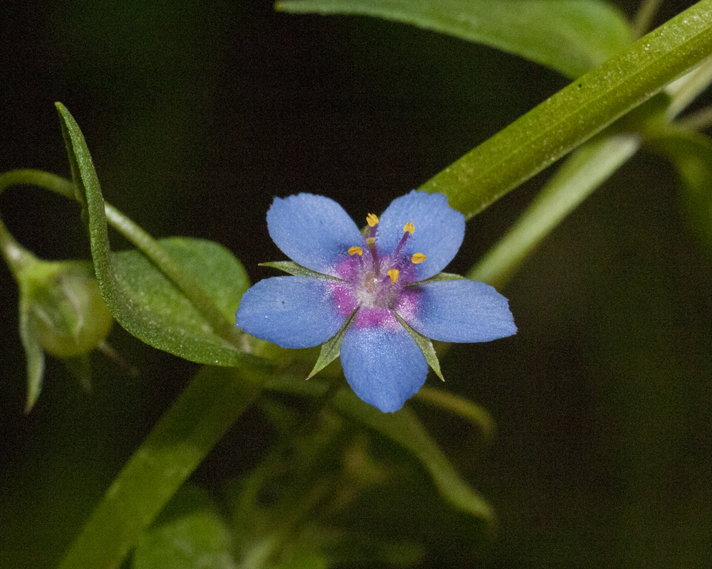 Изображение особи Anagallis foemina.