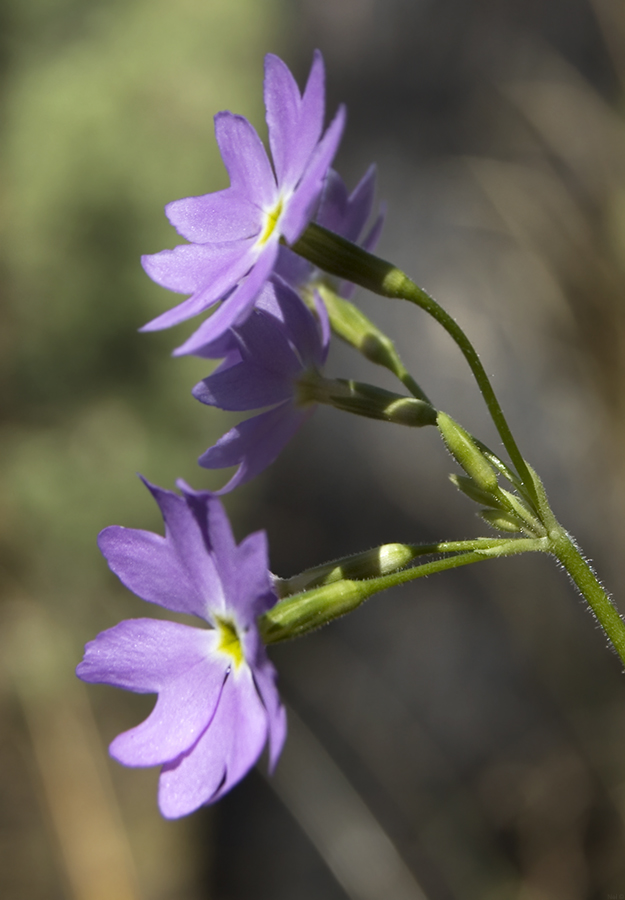 Image of Primula cortusoides specimen.