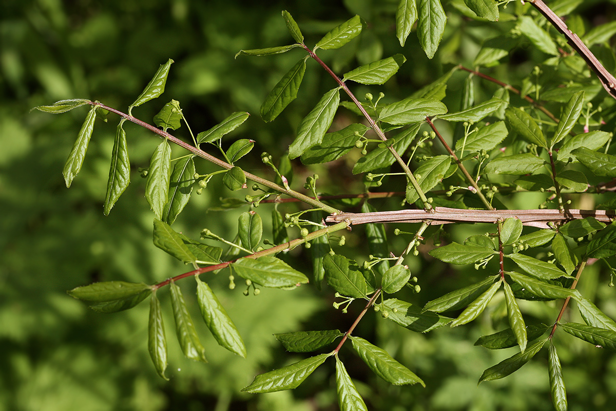 Изображение особи Euonymus sacrosanctus.