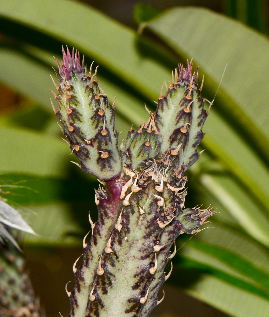 Изображение особи Kleinia stapeliiformis.
