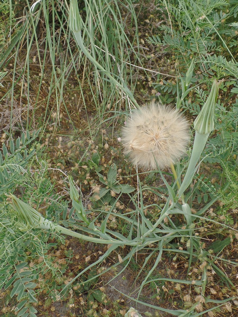 Image of Tragopogon dubius specimen.