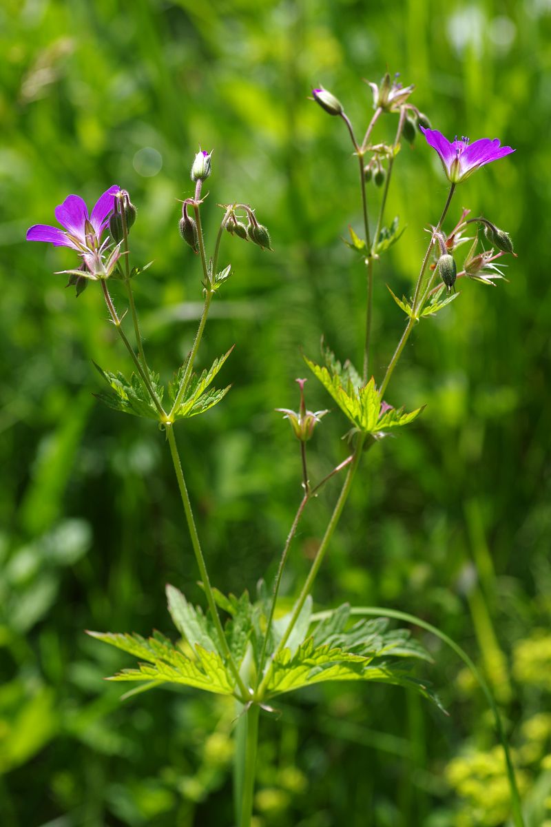 Image of Geranium sylvaticum specimen.