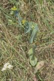 Bupleurum rotundifolium