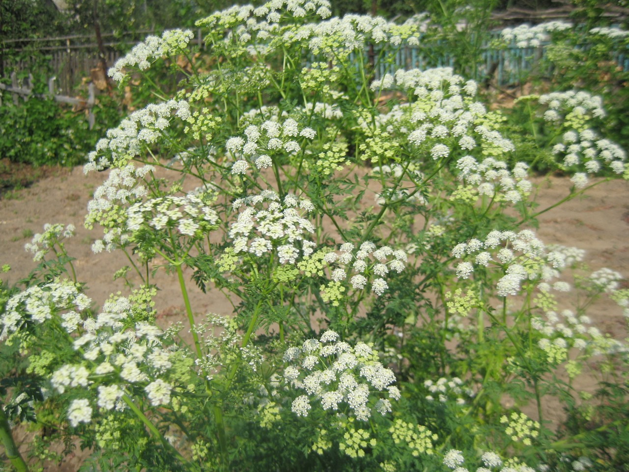 Изображение особи Conium maculatum.