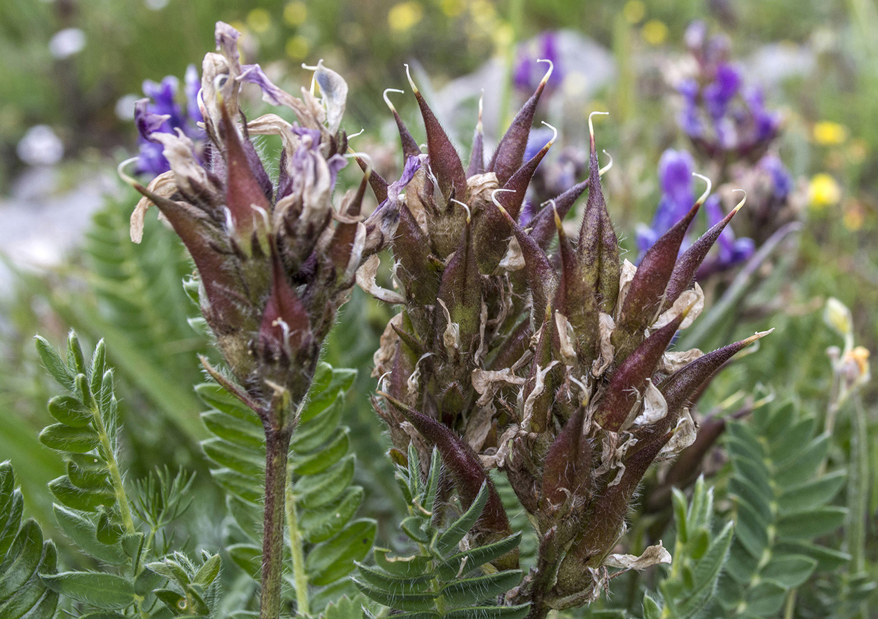 Изображение особи Oxytropis lazica.