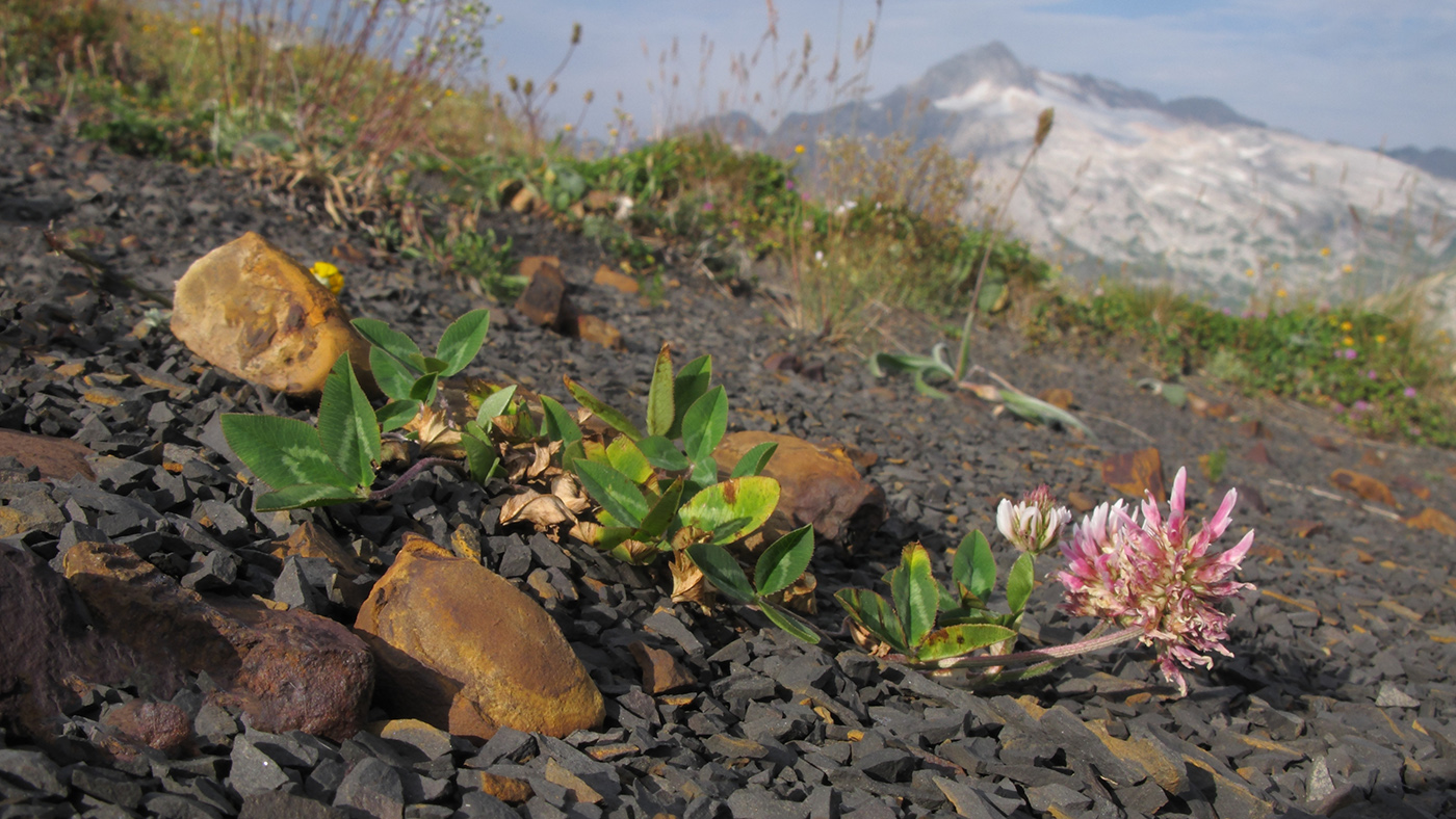 Image of Trifolium ambiguum specimen.