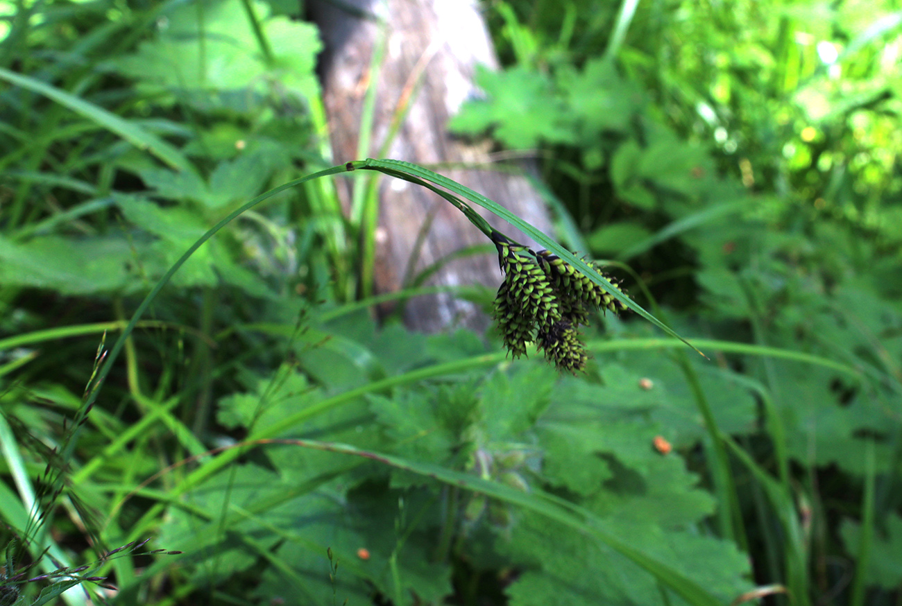 Image of Carex medwedewii specimen.