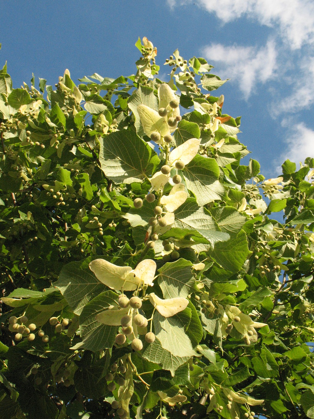 Image of Tilia platyphyllos specimen.