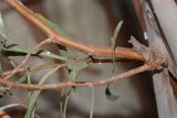Eucalyptus spathulata