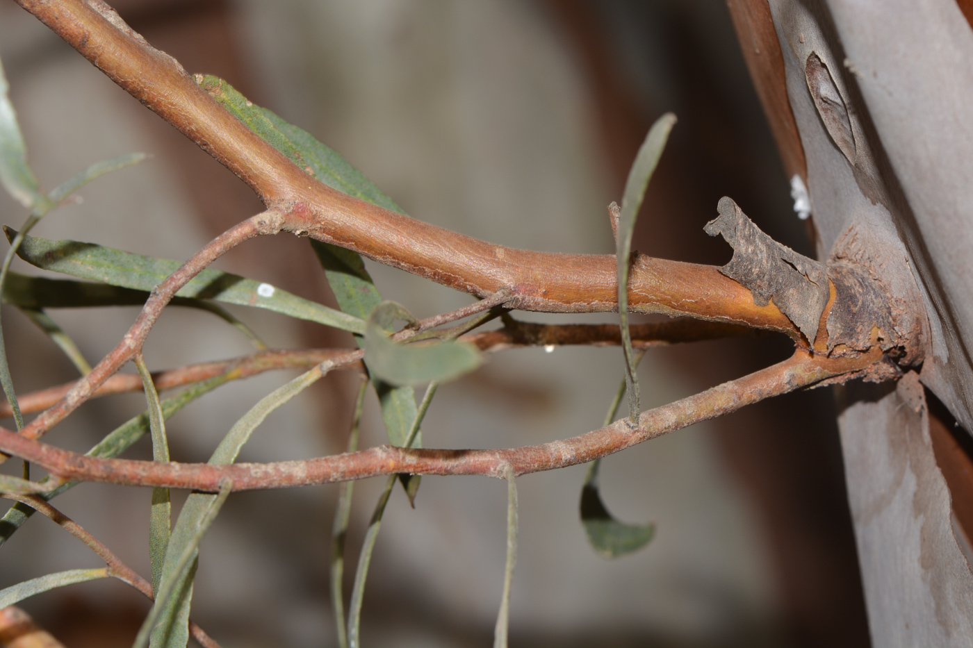 Изображение особи Eucalyptus spathulata.