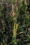 Carex cuspidata