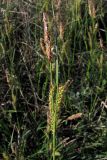 Carex cuspidata. Верхняя часть растения. Крым, Севастополь, побережье Казачьей бухты. 29 апреля 2010 г.