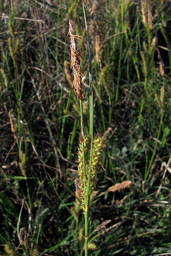 Изображение особи Carex cuspidata.