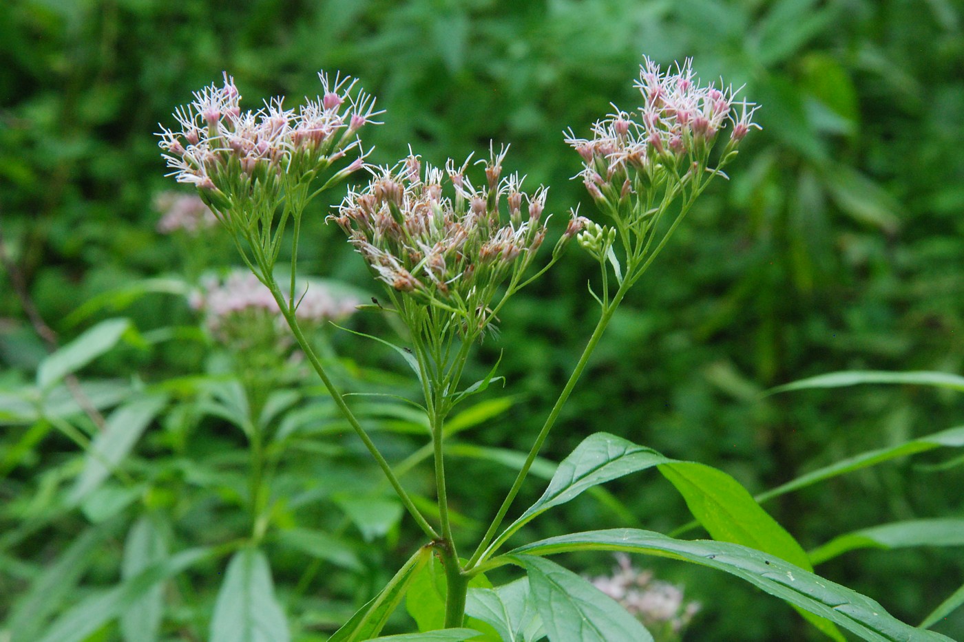 Изображение особи Eupatorium cannabinum.