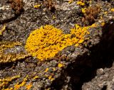 genus Xanthoria