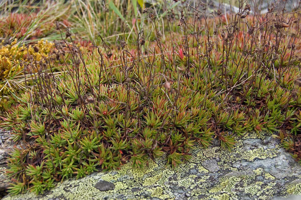 Image of Saxifraga spinulosa specimen.