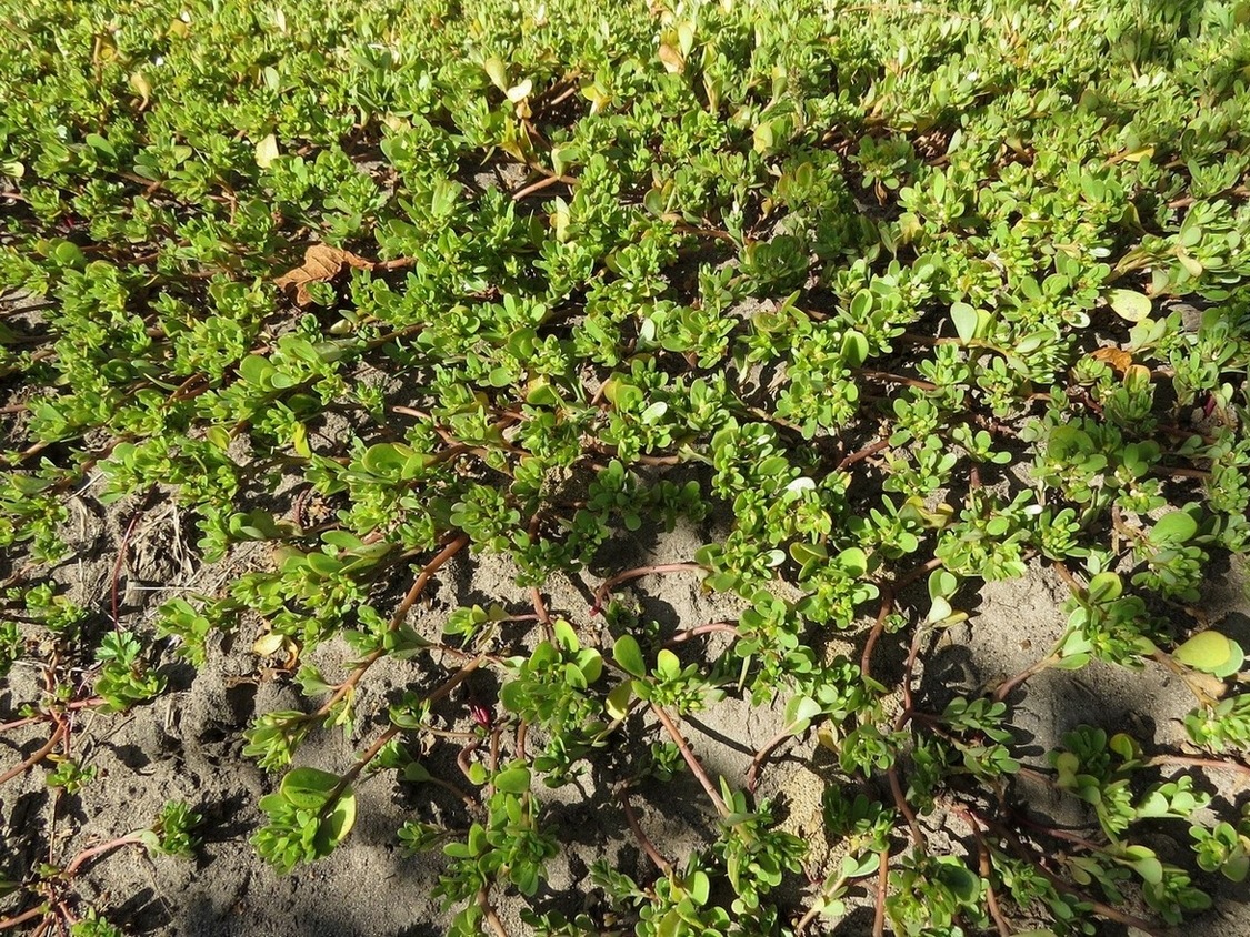 Image of Portulaca oleracea specimen.