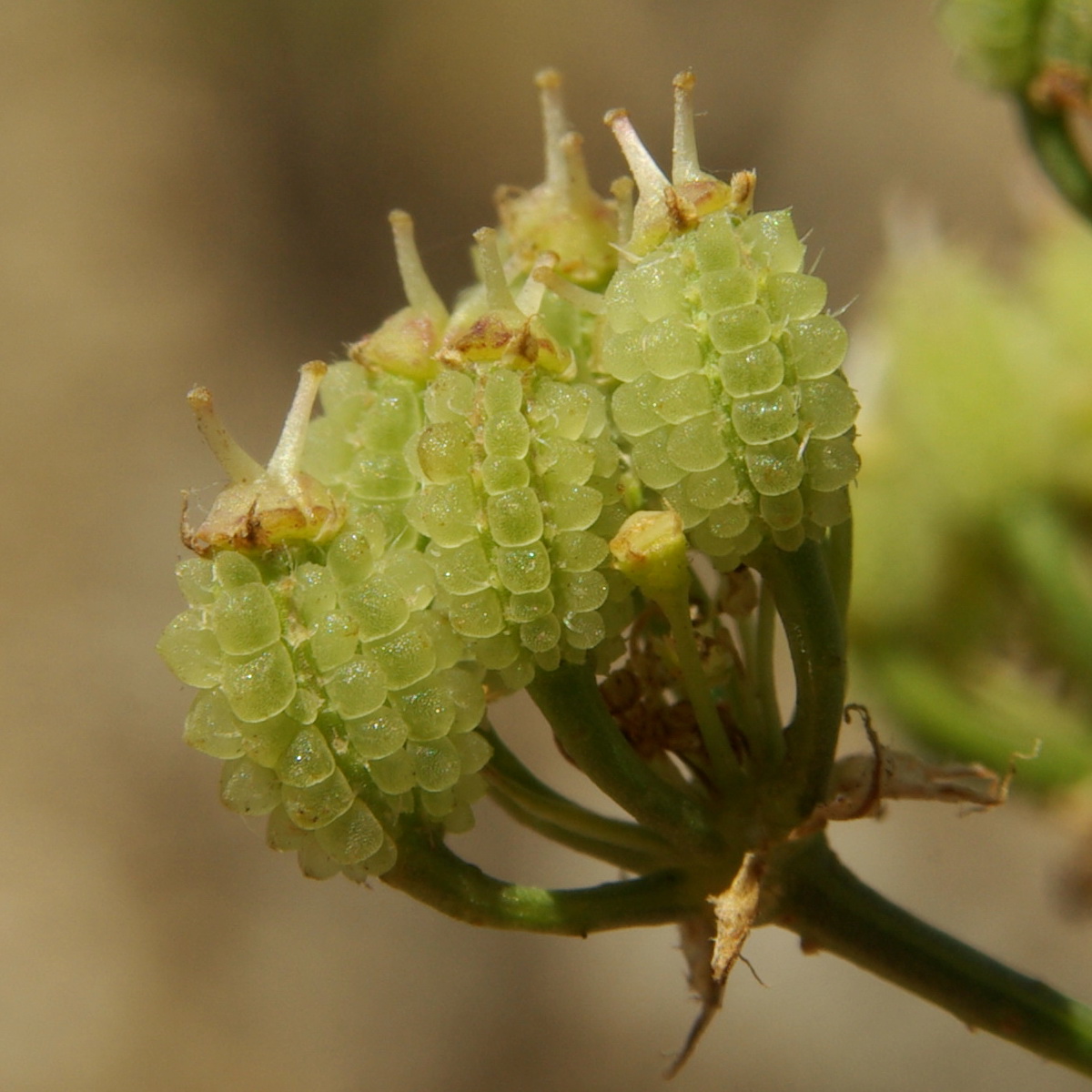 Изображение особи Astrodaucus littoralis.