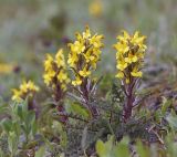 Pedicularis oederi. Цветущее растение. Якутия, дельта р. Лена, Хараулахский хребет, горный склон, тундра. 09.07.2017.