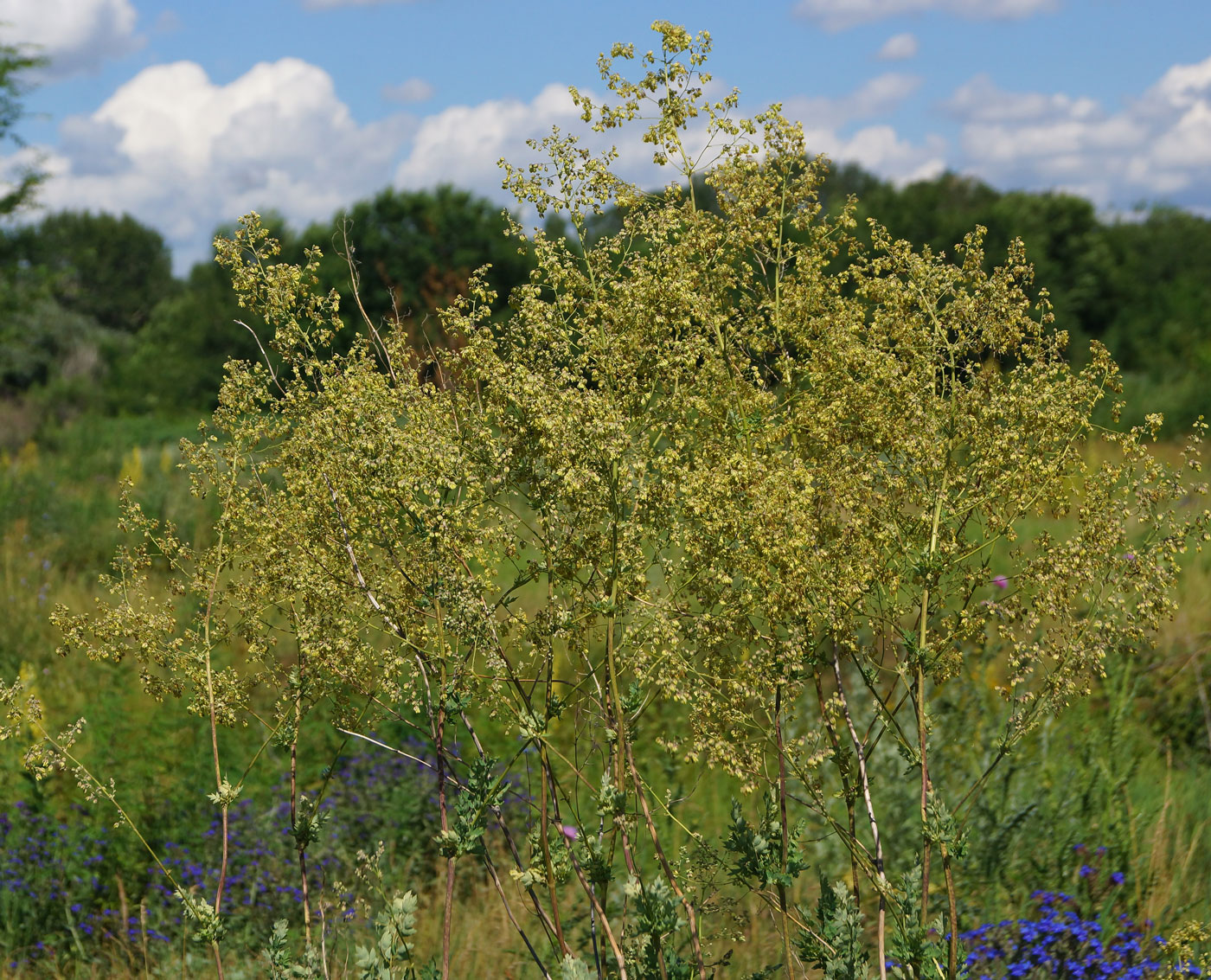 Изображение особи Thalictrum appendiculatum.