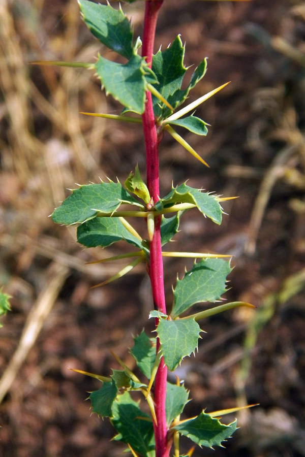 Image of Berberis vulgaris specimen.