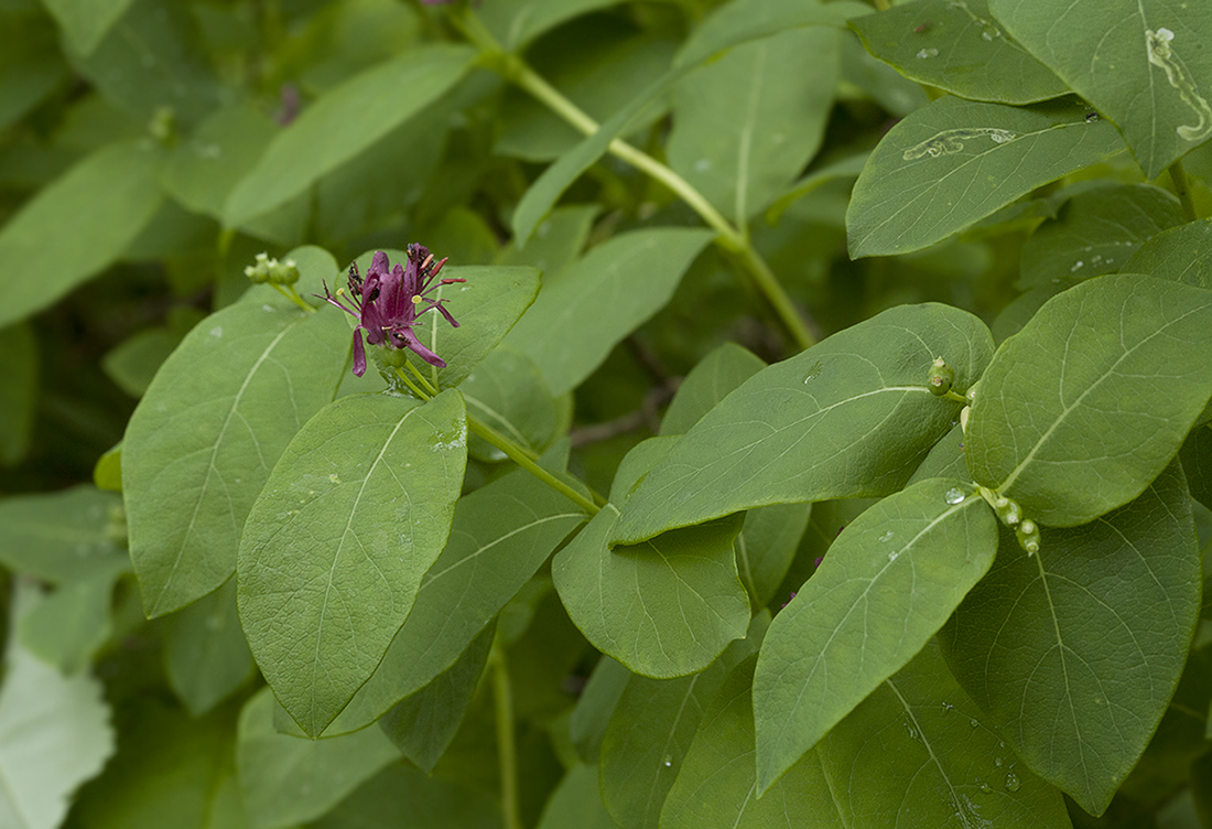 Image of Lonicera chamissoi specimen.