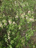 Salix cinerea. Плодоносящие растения. Крым, Байдарская долина. 7 мая 2010 г.