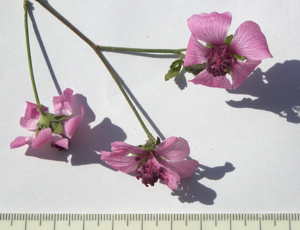 Изображение особи Althaea cannabina.