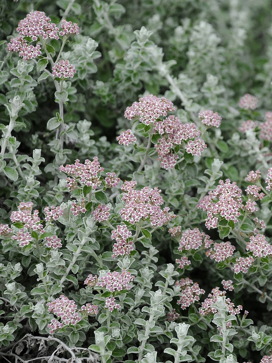 Image of Plecostachys serpyllifolia specimen.