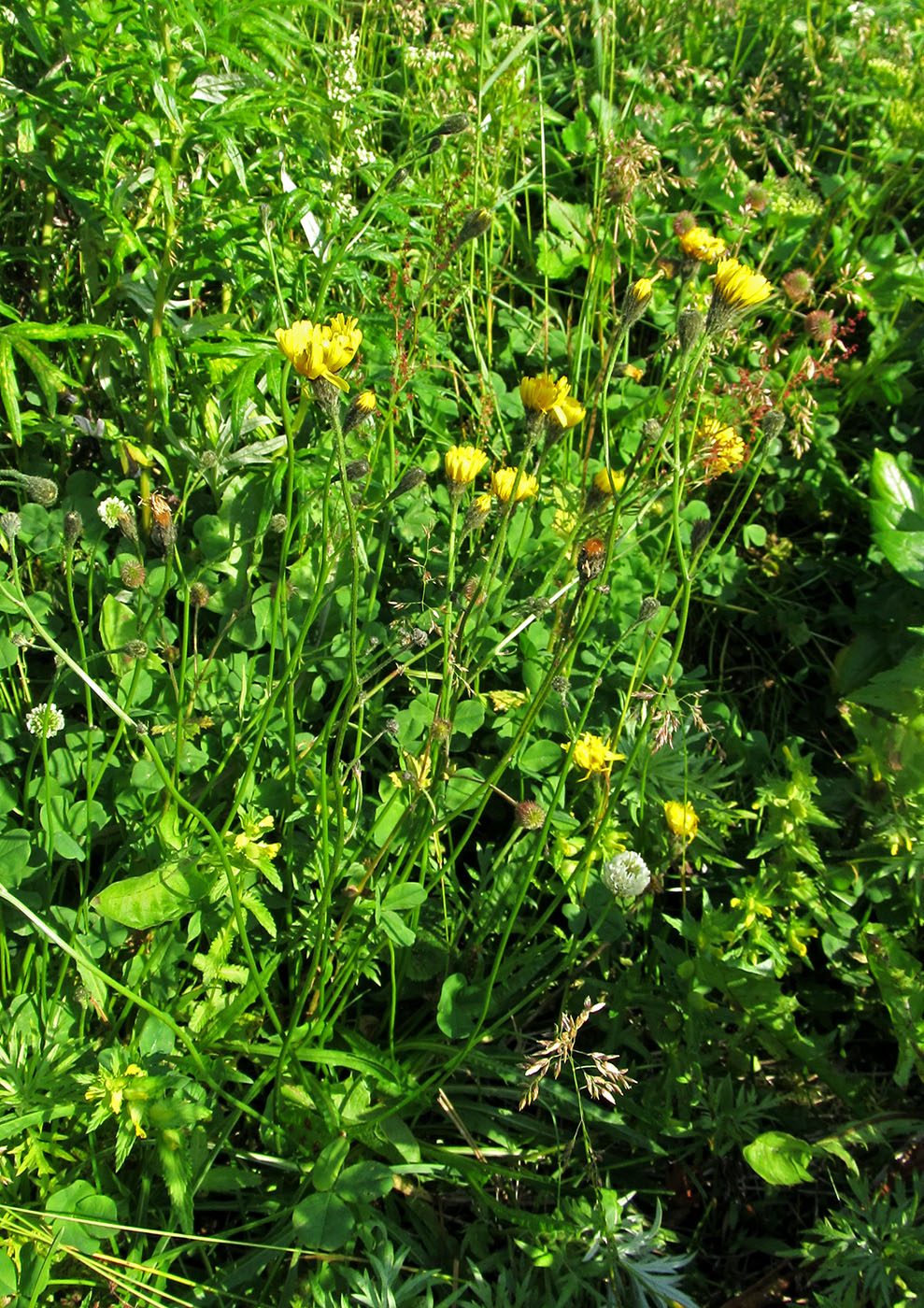 Изображение особи Scorzoneroides autumnalis.