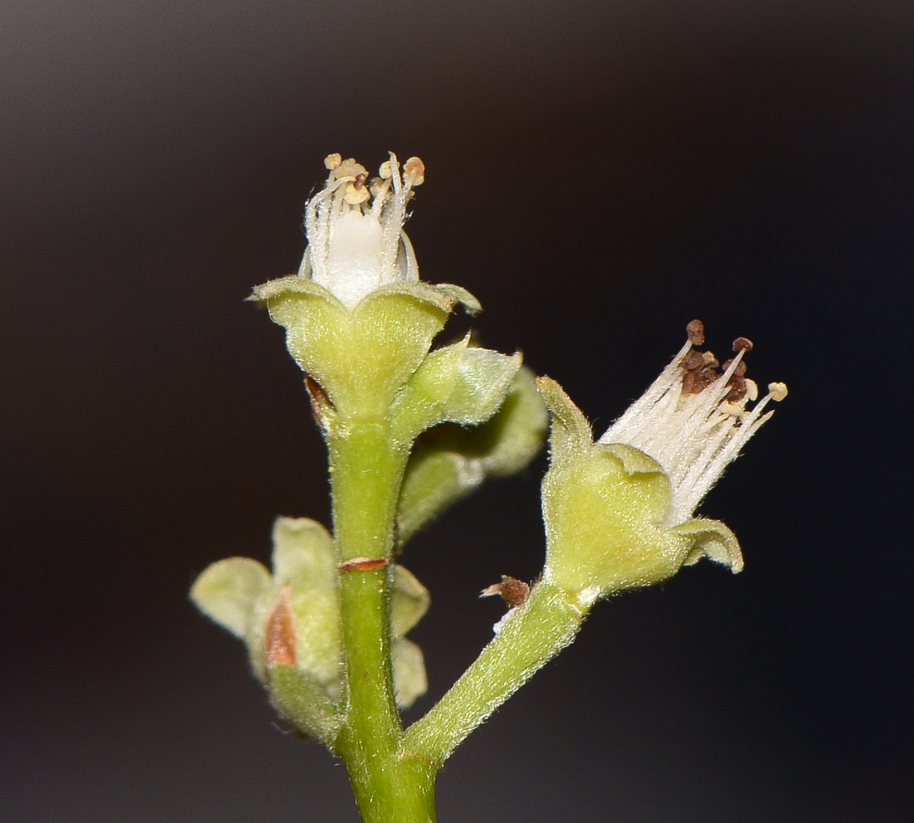 Image of Chrysobalanus icaco specimen.